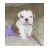 cute female English bulldog puppy