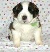 well behave Saint Benard puppies for adoption.