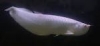 Quality-Silver-Arowana-Fishes-and-others-for-sale