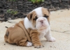 male and female english bulldog puppies