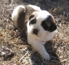 Saint Bernard puppies male and female seeking for a good home.