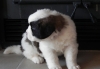 Sweet Saint Bernard Puppies.
