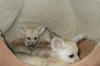 fennec fox and spotted genet