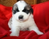 Super Sweet Saint Bernard Puppies.