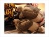 Grey Healthy parrot for free adoption