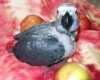 Young-home-raised-talking-african-grey-parrots-for-adoption