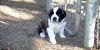 very lovely saint bernard puppies.