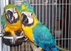 Proven  pair of blue and gold macaw