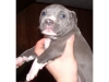 FULL BLOODED AMERICAN PIT BULL PUPPIES.THREE MALES THREE FEMALES BLUE WHITE WHITE CHEST