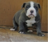 Adorable Pure Breed American Pitbull Puppies!