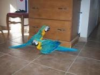 BLUE AND GOLD MACAW PARROTS