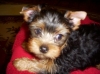 Yorkshire Terrier puppies for adoption