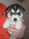  Pure-Bred Siberian Husky Puppies Available!