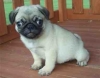 AKC Registered Fawn Pug Puppies Ready