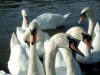  We are breeders of Swans and other species of birds .