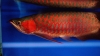 WE HAVE ALL KINDS of arowana fishes for sale