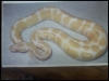 Outstanding pair of Albino and piebald ball pythons