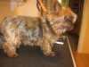 Cute-Yorkie-Puppies-for-Adoption