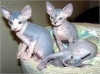 MALE AND FEMALE SPHYNX KITTENS       