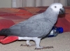 2 african grey and a hyacinth macaw for Sale