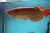 High Quality Arowana Fish For Sale