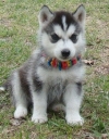 LOVELY AKC SIBERIAN HUSKIES PUPPIES FOR ADOPTION