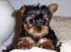 female teacup yorkie puppies