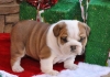  English Bulldog Puppies Excellent Quality