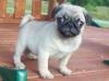 wonderful temperaments Pug Puppies for sale