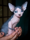 ADORABLE MALE AND FEMALE SPHYNX CATS