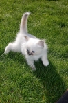 -1-birma-kitten-for-sale-
