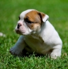 AKC ENGLISH BULLDOG PUPPIES!! LIFETIME HEALTH GUARANTEE!