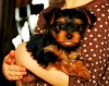 Excellent tecup yorkie puppies available for free adoption