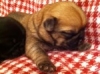 Gorgeous Pocket Pug-zu Puppies