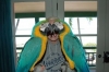 Pair of Blue and gold macaw parrots