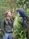 A Pair Of Hyacinth macaw
