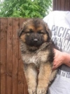 children's  German Shepherd puppies
