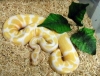 Outstanding pair of Albino and piebald ball pythons for sale