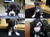 American Bulldog X Bullmastif Pups ***ready Now***