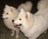 ADORADLE WHITE SAMOYED PUPPIES FOR ADOPTION