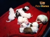 American Bulldog Pups