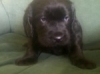Miniature Labradoodle Pups Black & Chocolate