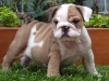 Welltamed English Bulldog Puppies For Adoption
