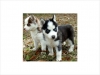 Top Quality Siberian Husky Puppies For Adoption