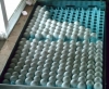 Hatching a fertile parrot BIRD eggs for sale hatching ratio 1.1
