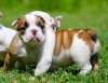 AKC ENGLISH BULLDOG PUPPIES!! LIFETIME HEALTH GUARANTEE!