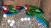 Hatching a fertile parrot BIRD eggs for sale hatching ratio 1.1