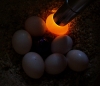 Hatching a fertile parrot BIRD eggs for sale hatching ratio 1.1
