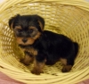 Super Genuine Cute & Intelligent T-Cup Yorkie Puppies Ready