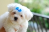 Male an Female Maltese puppies ready for free adoption.